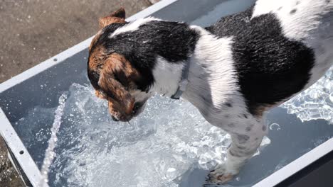 close up shot of cute thirsty dog drinking water of fountain during hot summer day outdoors