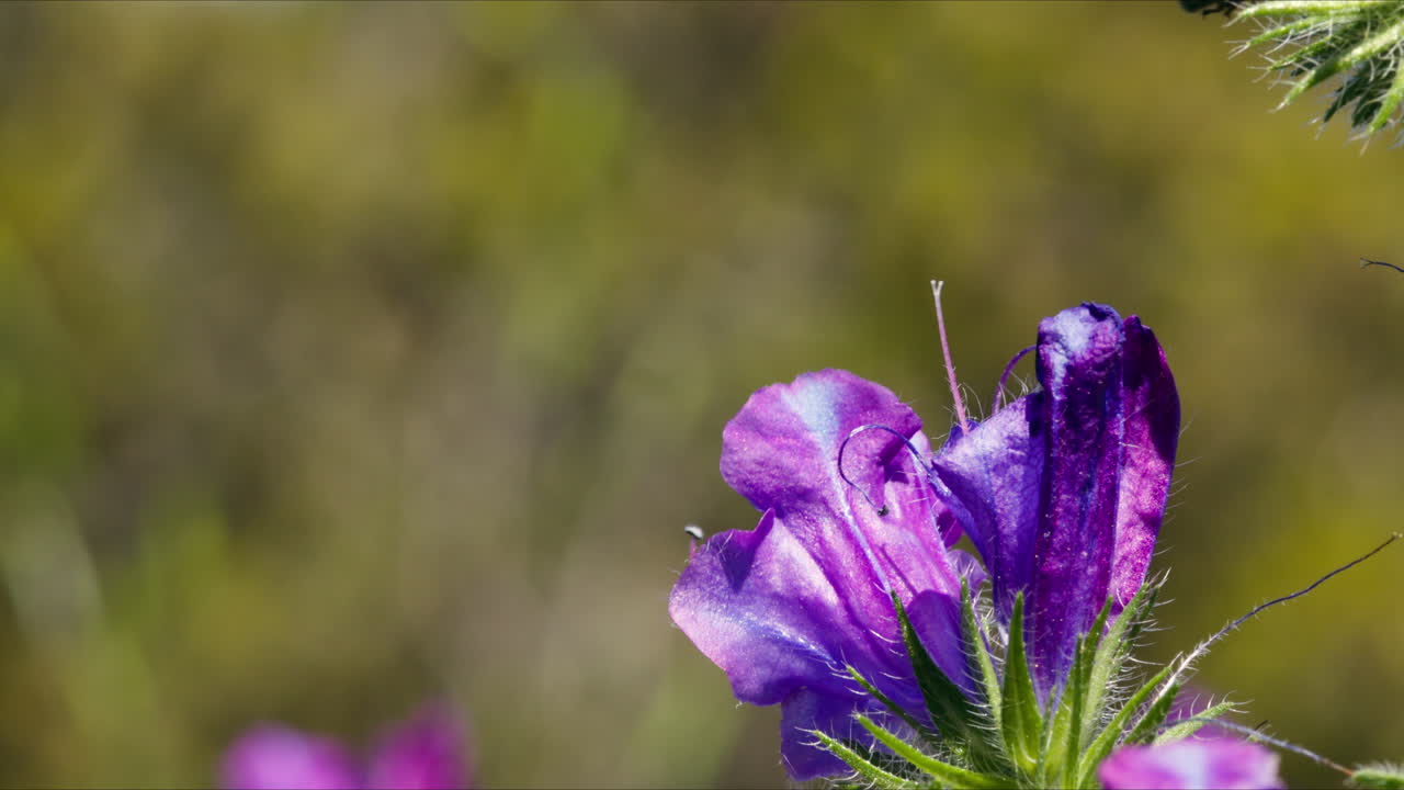 Honey bee (family Apidae) emerging from purple viper's bugloss flower (Echium plantagineum) in summer
