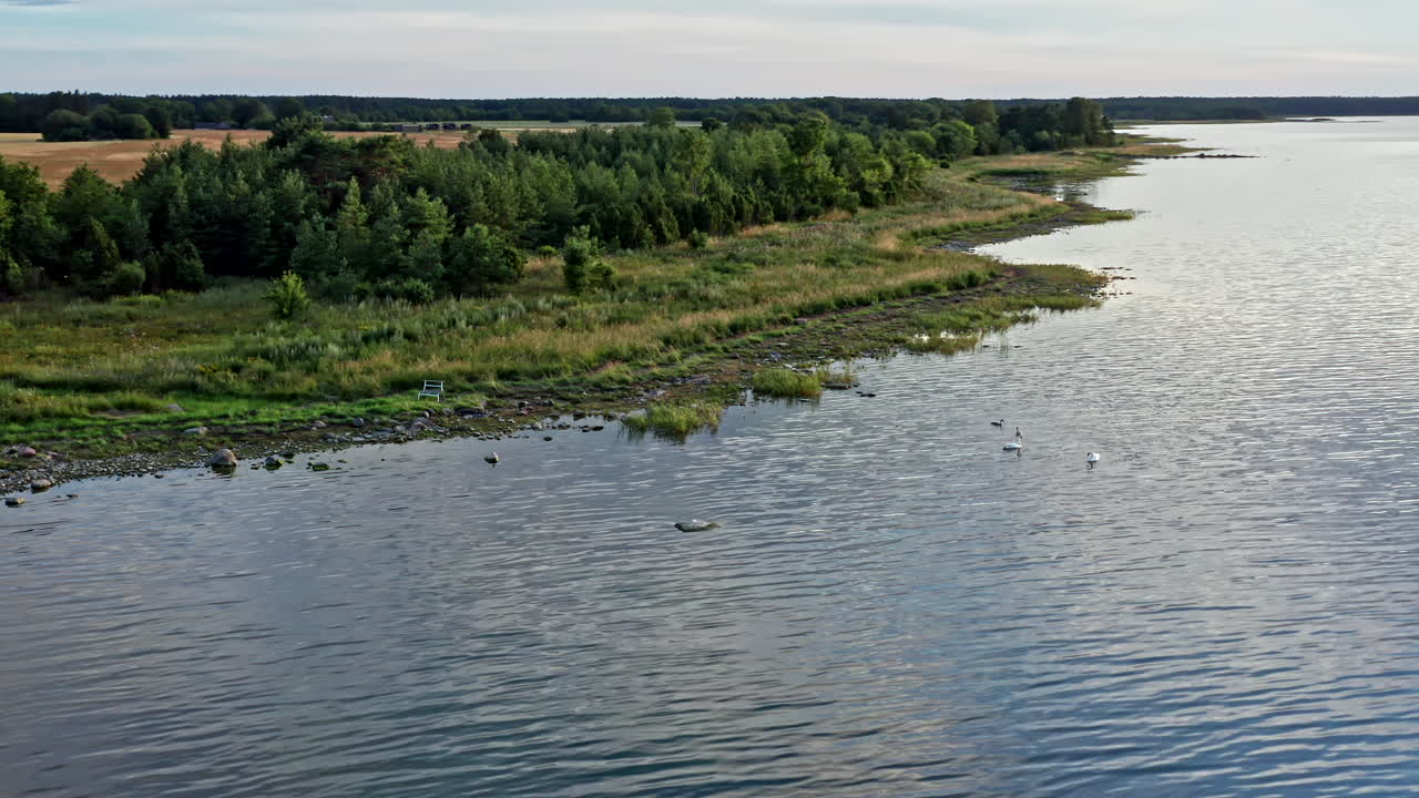 Наблюдение за семьей лебедей, плавающих в море у побережья.