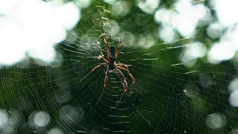 slow motion handheld close-up shot of a black female orb-weaver spider resting on a spider web in a jungle at the lapa doce cave in the chapada diamantina national park in bahia, northeastern brazil