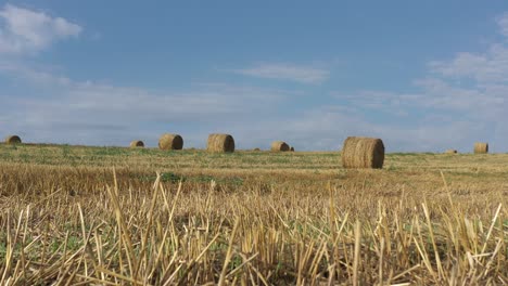 campo cosechado de trigo con heno enrollado 4k imágenes de inclinación