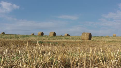 harvested field of wheat with rolled hay 4k tilting footage