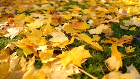 falling autumn leaves