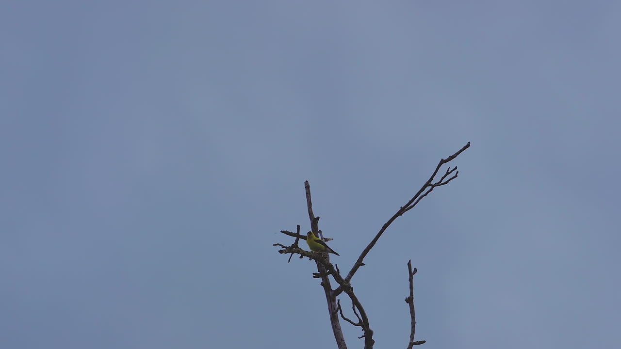 Yellow oriole on a leafless tree top, swaying in the breeze