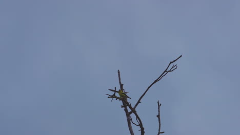 Yellow-oriole-on-a-leafless-tree-top,-swaying-in-the-breeze