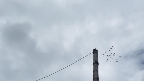 crows fly over bamboo pole and wire