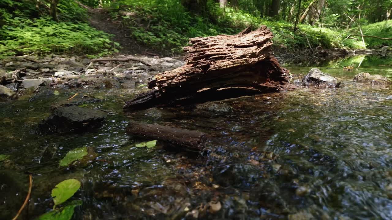 Rotten tree trunk in a sunlit forest stream