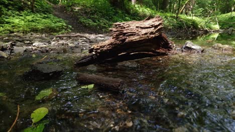 rotten tree trunk in a sunlit forest stream