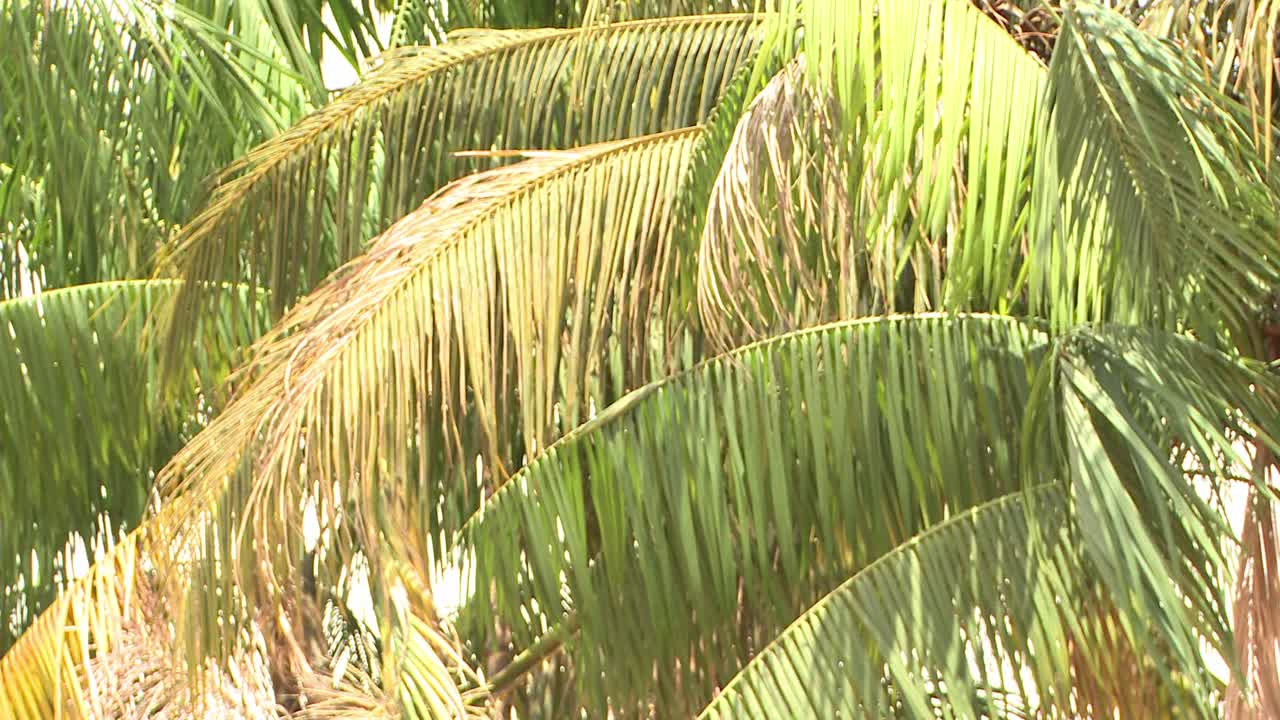 바람에 날리는 아마존 열대우림에 있는 몇 그루의 큰 녹색 야자수