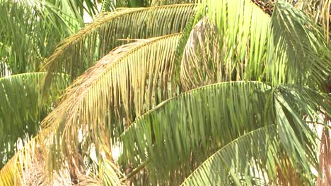 a few big green palm trees in the amazon rainforest blowing in the wind