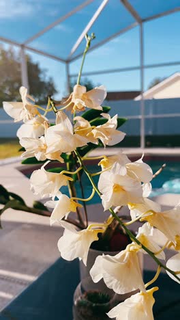 beautiful white orchid by the pool