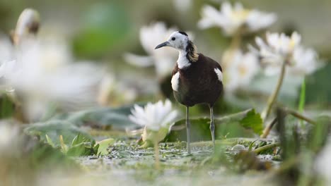 Jacana-De-Cola-De-Faisán,-La-Reina-Del-Humedal-En-Un-Hermoso-Hábitat-De-Flores-De-Nenúfar