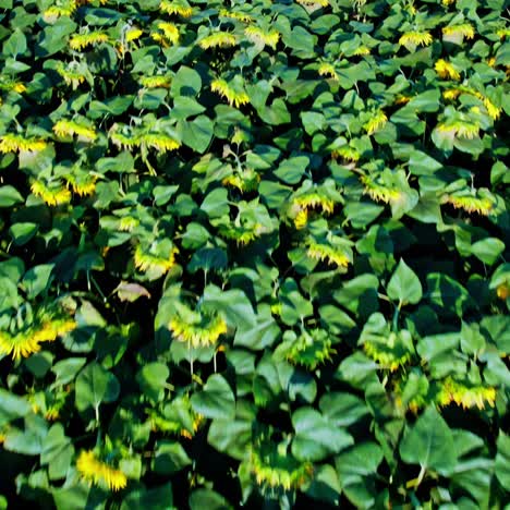 el campo de girasoles