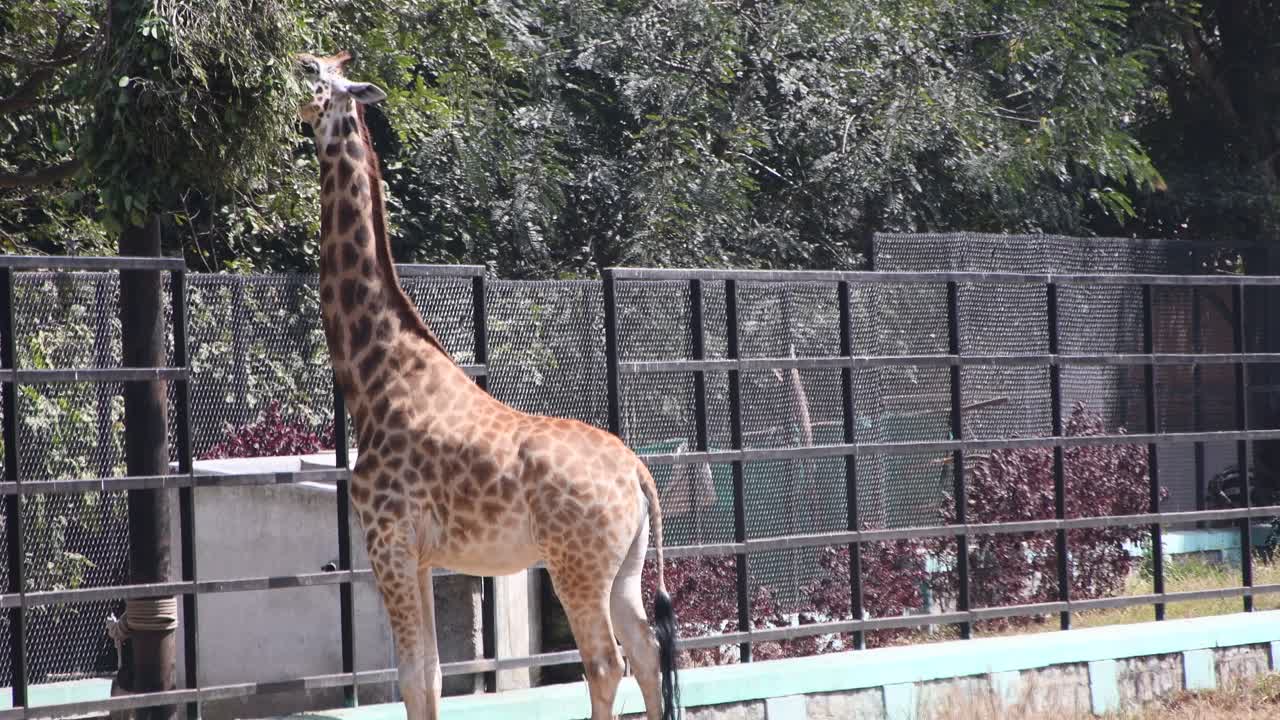기린이 풀을 씹다