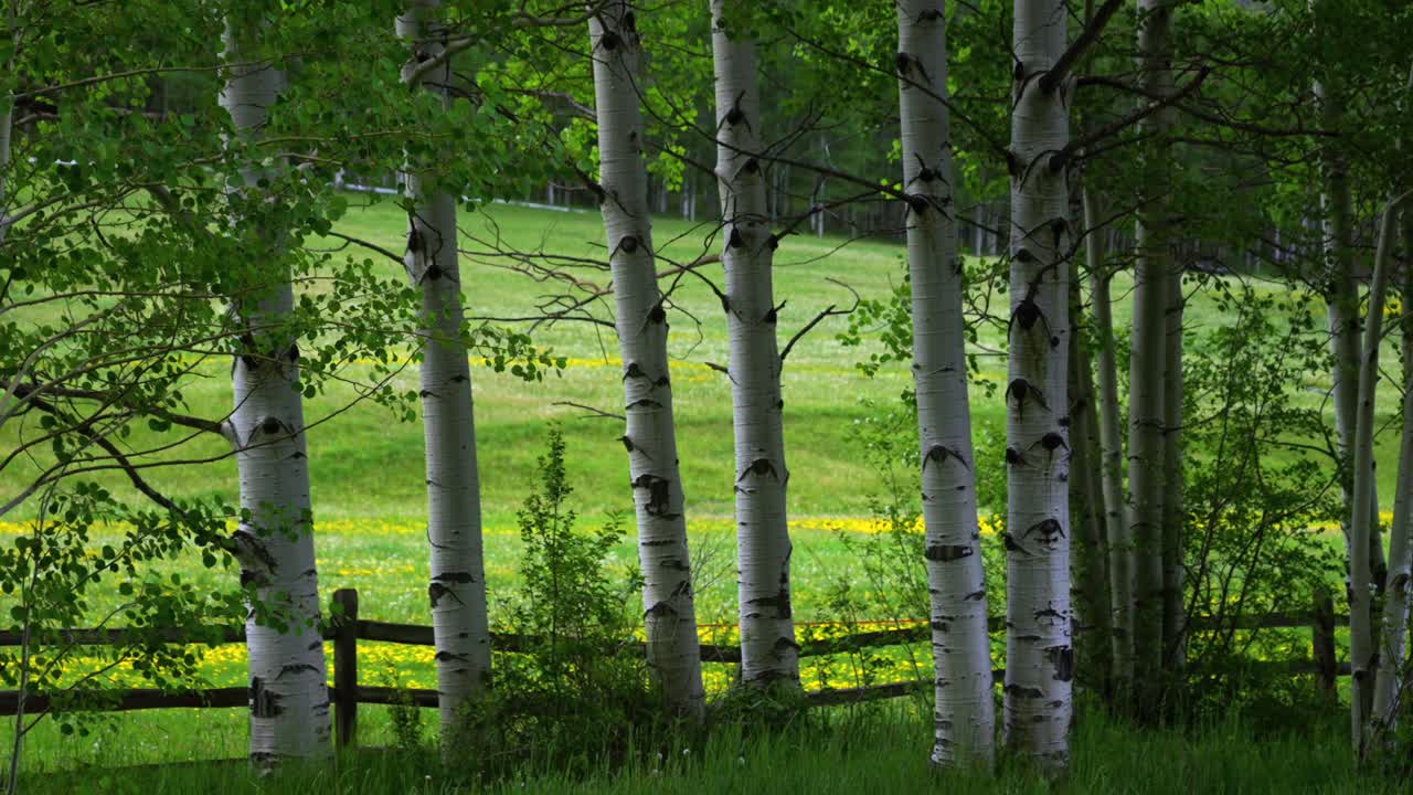 Centrum powitalne Maroon Bells, pustynia T-Lazy-7 Ranch, ogrodzenie, Maroon Willow Creek rd, przewodnicy i organizatorzy wycieczek, dolina żółtych kwiatów, Buttermilk, Aspen Highlands, powiew Tiehack, zagajnik Aspen Tree