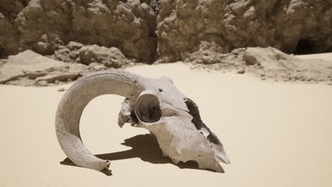 a skull in the desert