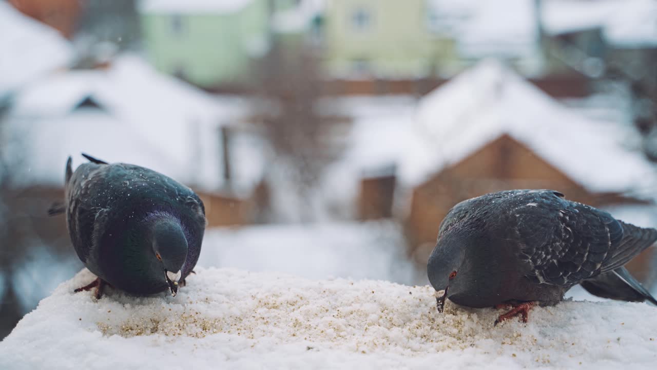 Pigeons feeding on seeds in winter. Birds on the streets of the city.