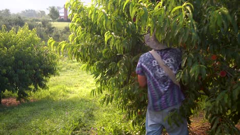 Farmer-picking-peaches-in-a-peach-orchard-2