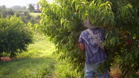 farmer picking peaches in a peach orchard-2