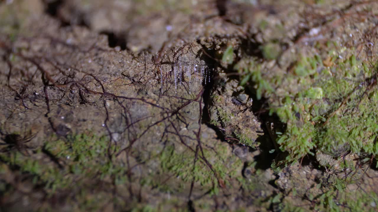 Glowworm wonders, Arachnocampa Luminosa in New Zealand