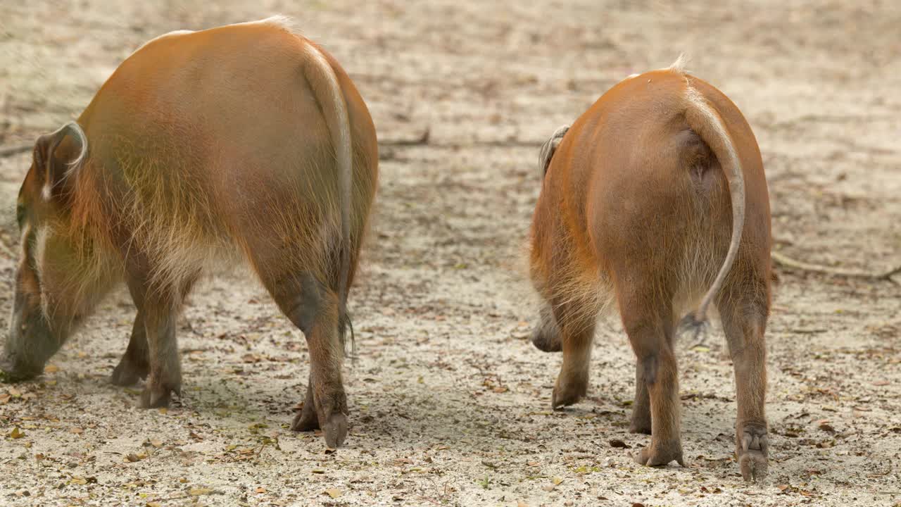 Un potamocero dalle orecchie a ciuffo cammina e annusa il terreno mentre cerca cibo in un ambiente naturale.