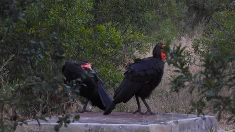 Südliche-Nashornvögel-In-Den-Savannen