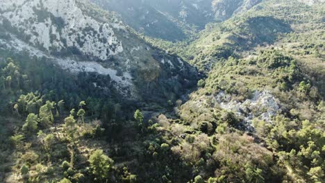 Top-view-of-forest