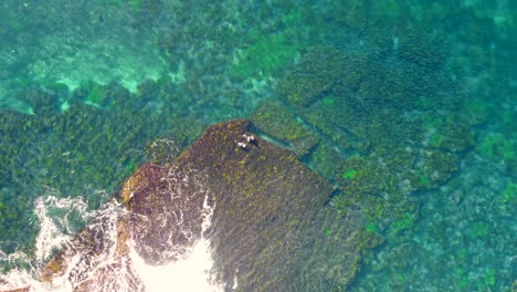 Drone-aerial-shot-of-bodyboarders-floating-on-crystal-clear-rocky-reef-with-school-of-fish-Pacific-Ocean-Sydney-NSW-Australia-4K