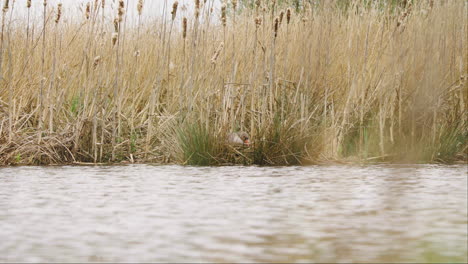 Goose-hiding-and-nesting-in-dry-reeds-on-shore-of-flowing-river