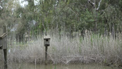 Bird-boxes-above-pond-pan-right-around-tree-and-nature