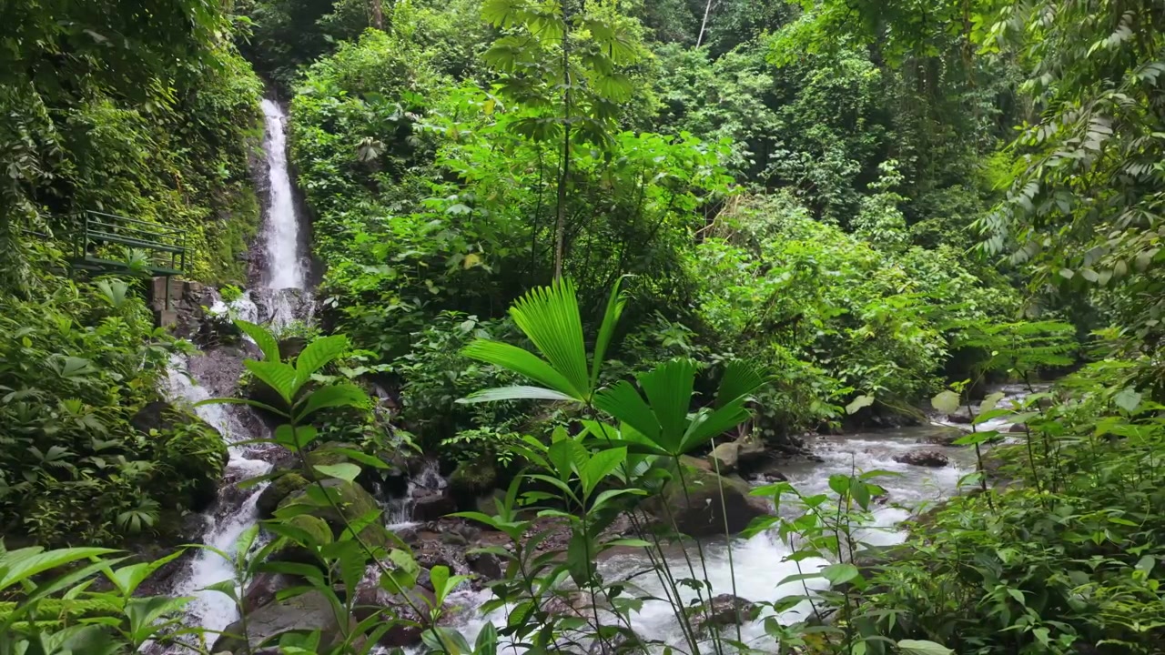 Cascata e fiume a Manuel Antonio, Costa Rica, che scorrono nella foresta pluviale tropicale, tra rocce muschiose, fitta vegetazione e piante selvatiche, all'interno di un paesaggio di parco nazionale protetto.
