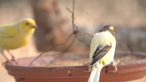 Canary-bird-inside-cage-feeding-and-perch-on-wooden-sticks-and-wires