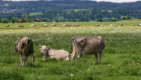 cow pasture on the alps