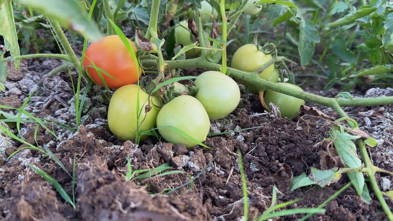 static shot of tomatos growing in the kitchen garden