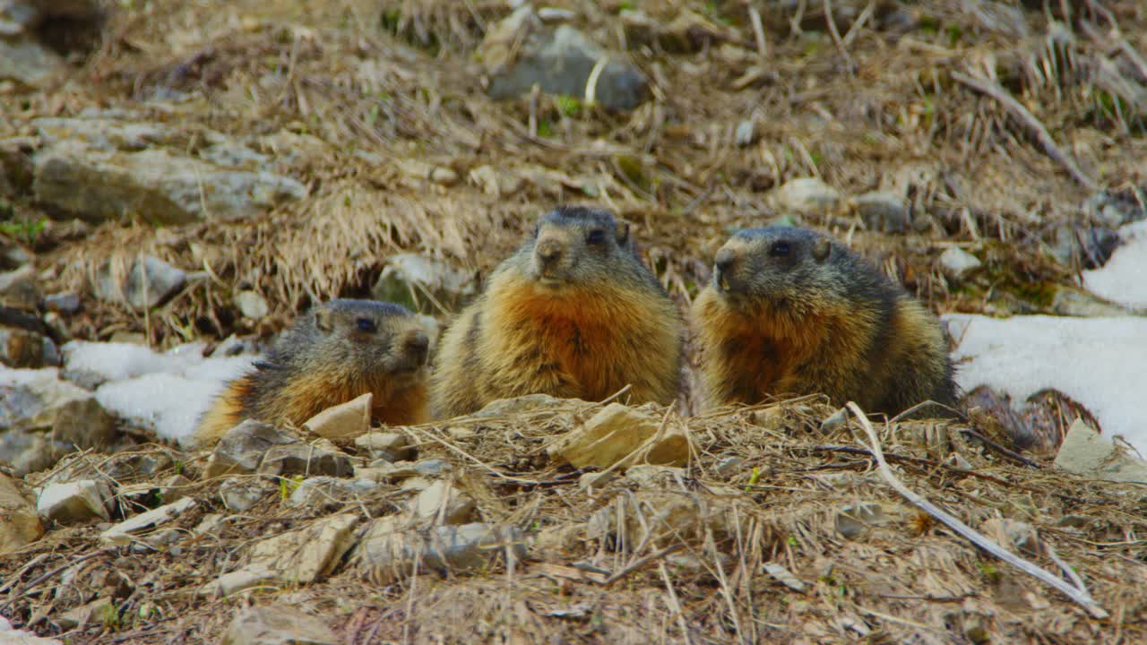 Three marmots are inspecting their surroundings from their burrow