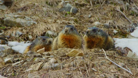 three marmots are inspecting their surroundings from their burrow