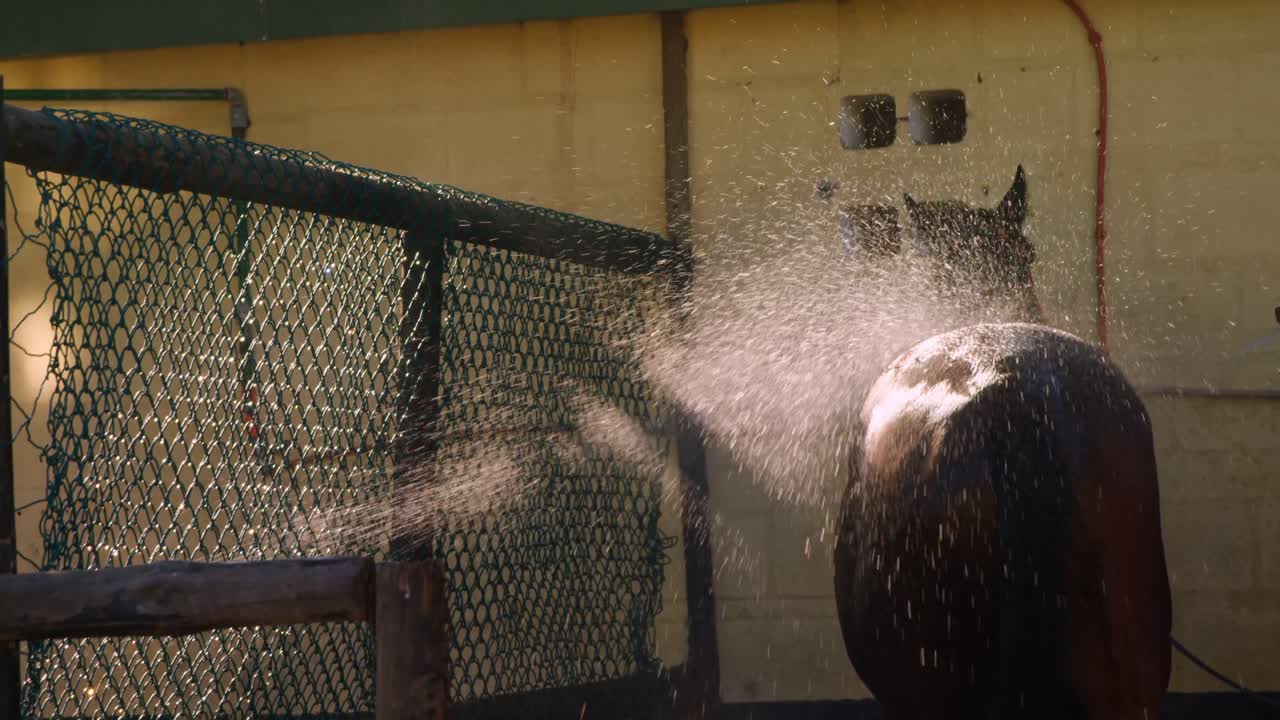 Horse being washed with spraying water 4k