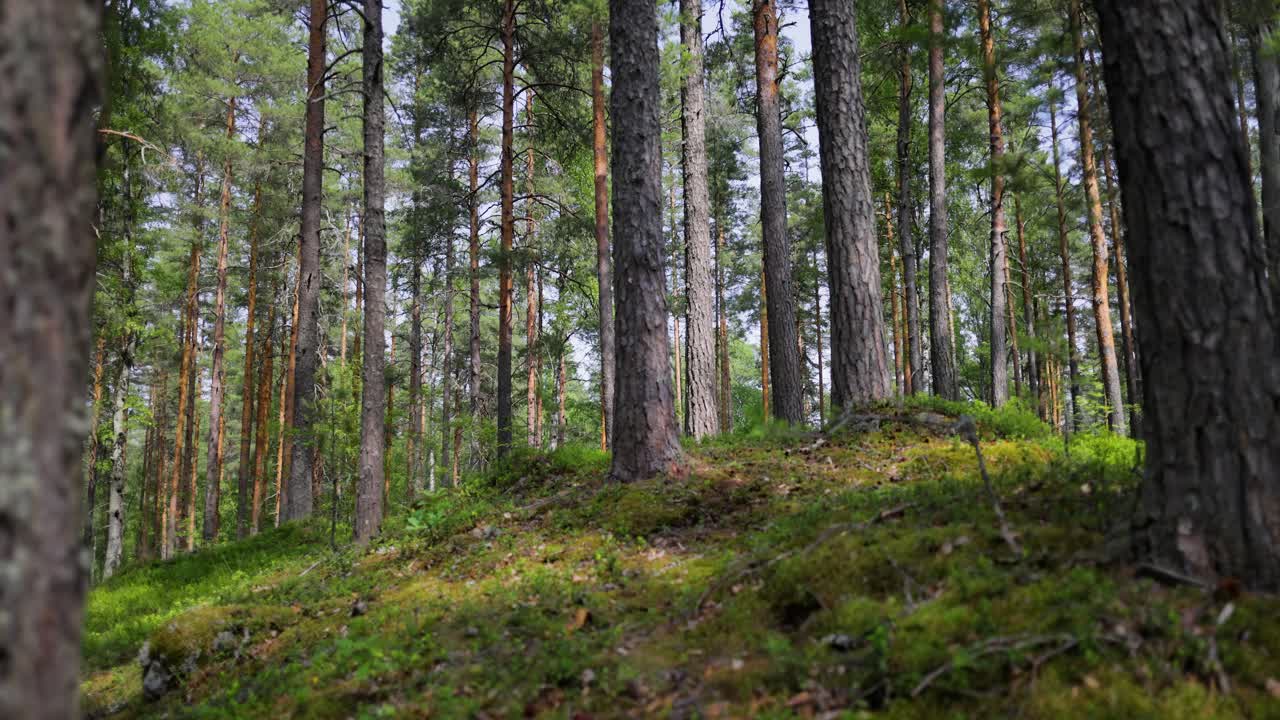 Pineta in estate