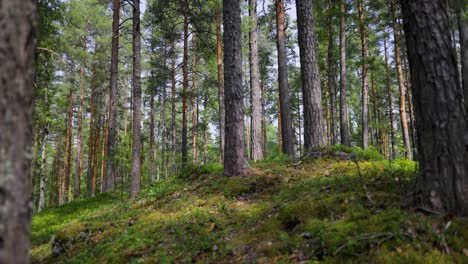 pine forest in summer