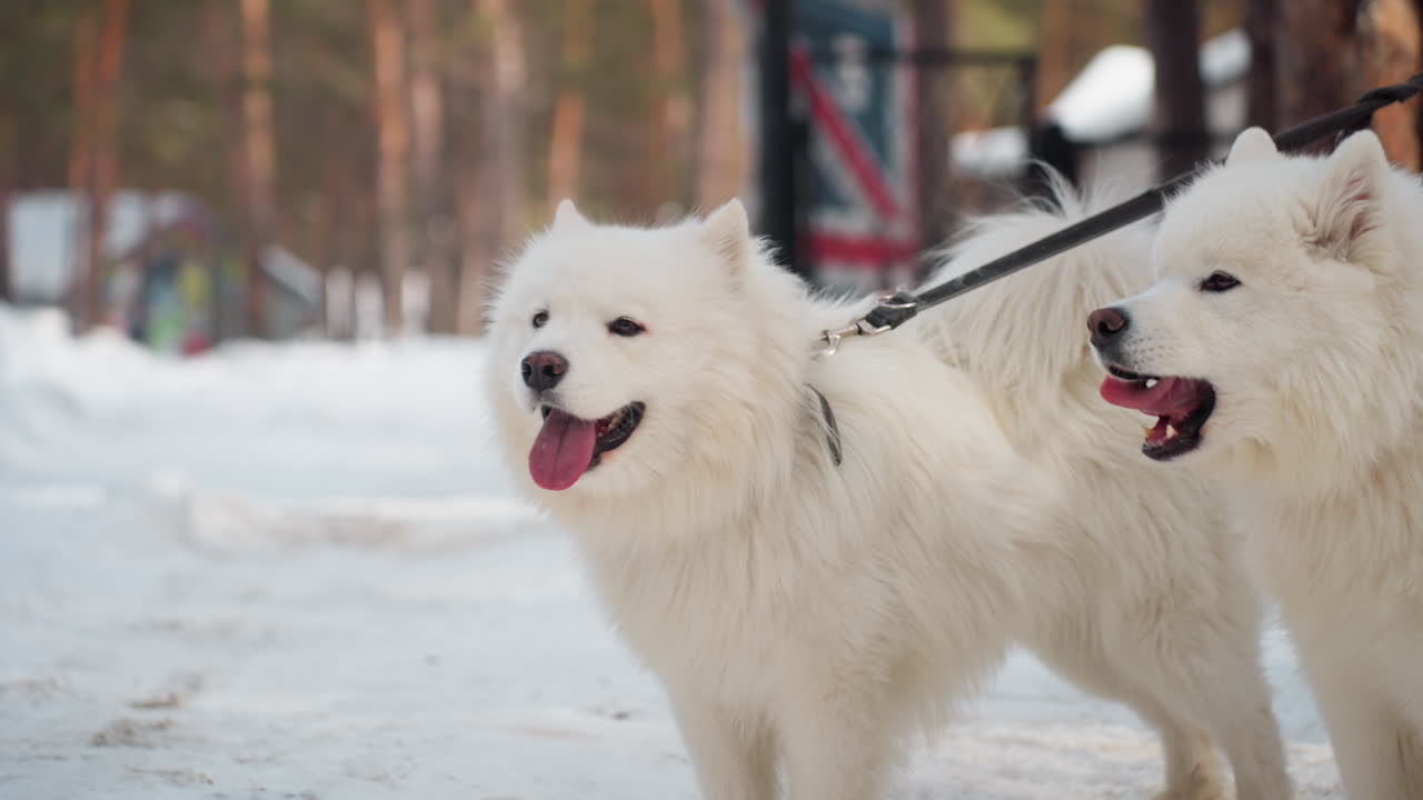 dos perros samoyedos blancos enganchados a un trineo en un sendero nevado; jadeo alegre, pelaje grueso y esponjoso, arnés y cuerdas de metal, huellas congeladas, pinos al fondo, luz fría de invierno y energía juguetona