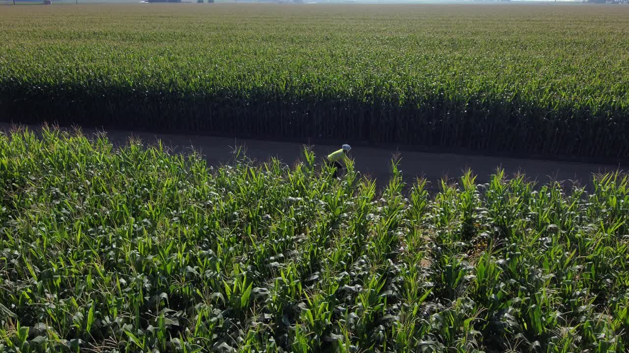 el dron se aleja sobre los enormes campos de grabación de maíz y el paseo en bicicleta temprano en la mañana