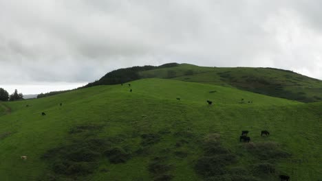 Azores:-Amplia-Vista-Aérea-De-Exuberantes-Pastos-Verdes-Con-Vacas-Pastando