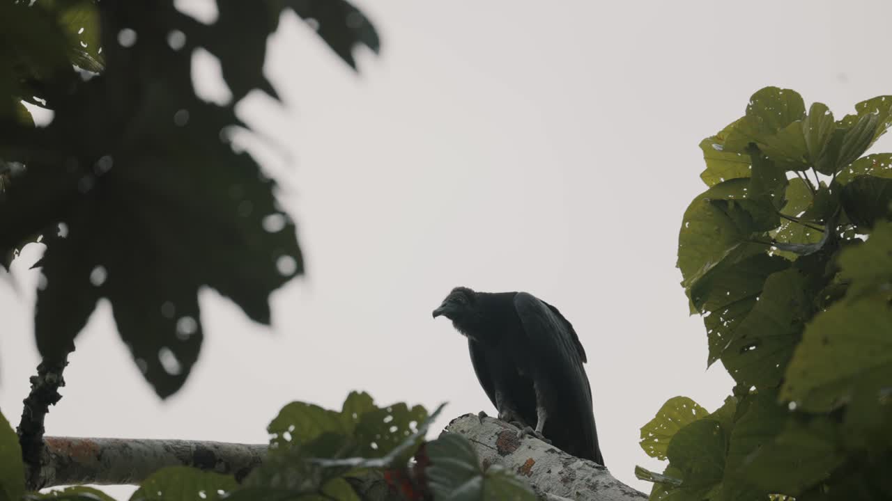 donde se posan el buitre negro americano en la selva tropical de amazonia