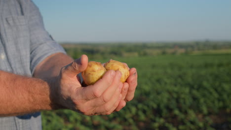 el granjero tiene en la mano varias patatas jóvenes, se encuentra en un campo donde las patatas acaban de ser excavadas