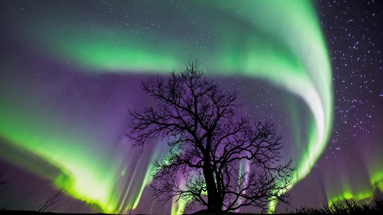 Vivace Aurora Boreale che danza sopra un albero in silhouette e un cielo stellato