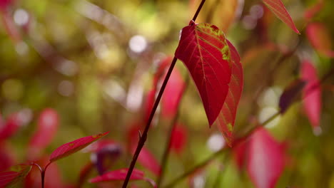 Fall-Foliage---Red-Autumn-Leaves-On-A-Windy-Day