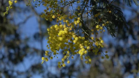 acacia flowers sway gently in the breeze