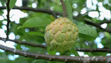 fruta de manzana cremosa que crece en el árbol