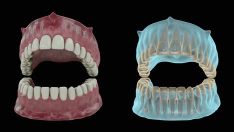 Hermosos-Dientes-Blancos-Y-Limpios-Zoom-De-Cerca-Con-Vista-De-Rayos-X-Animación-3d-Con-Mate-Alfa