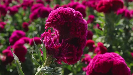 Still-footage-of-a-single-bee-scouting-a-velvet-flower,-with-the-whole-plantation-at-the-background